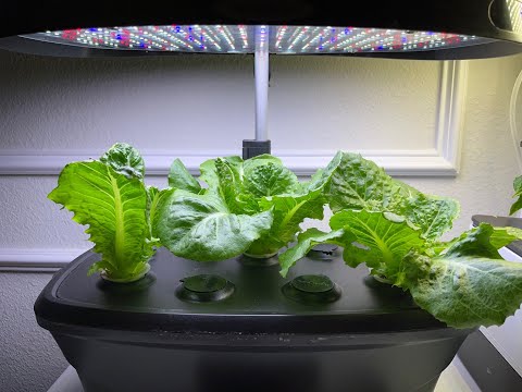 Growing Romaine Lettuce in My AeroGarden &amp; Harvest Many Times