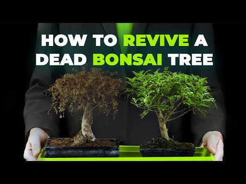 How to Revive a Dead Bonsai Tree