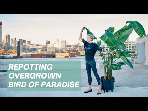 Repotting Bird Of Paradise Plant - Overgrown &amp; Root-bound