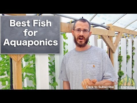 Best Fish for Aquaponics