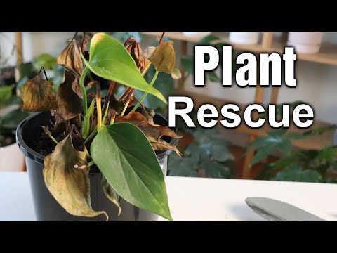 How to avoid Anthurium from dying tips and tricks