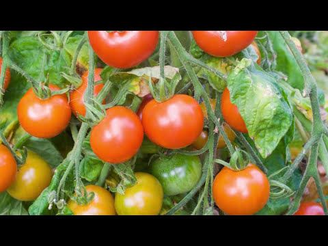 Saving Tomato Seeds: How to Prepare and Store Seeds from Your Tomato Plants