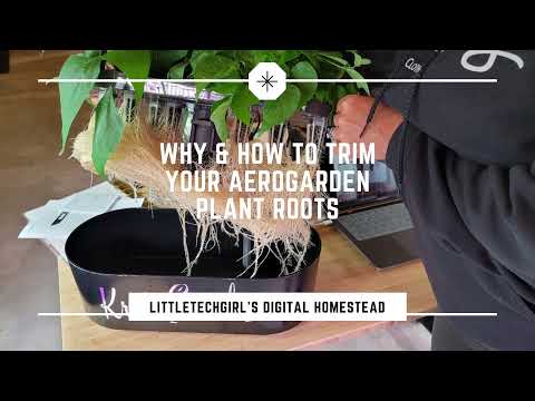 AeroGarden | Why and How to Trim Plant Roots