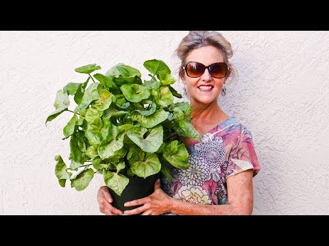 HOUSEPLANT REPOTTING 101: ARROWHEAD PLANT (SYNGONIUM PODOPHYLLUM, NEPHTHYTIS)/ JoyUsGarden