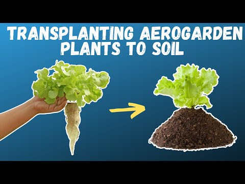 How to TRANSPLANT Aerogarden Herbs and Vegetables | Growing food in small spaces