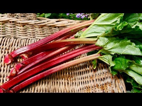 6 Amazing Health Benefits Of Rhubarb