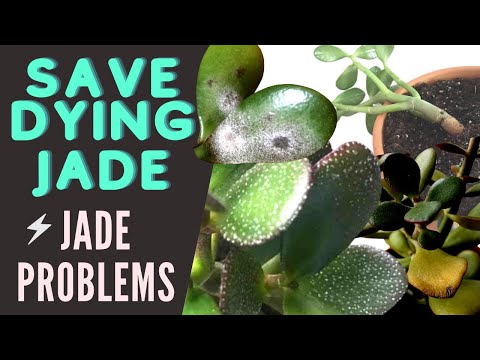 Jade Plant Problems and Pests | Save a DYING Crassula Ovata | MOODY BLOOMS