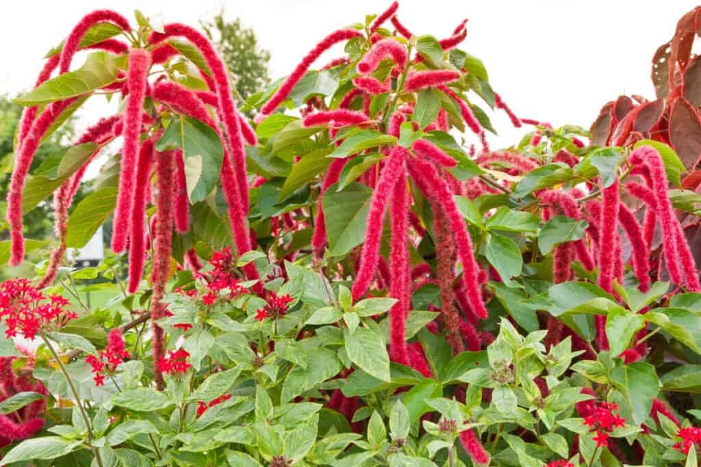 Amaranth - Wild Edible Plant