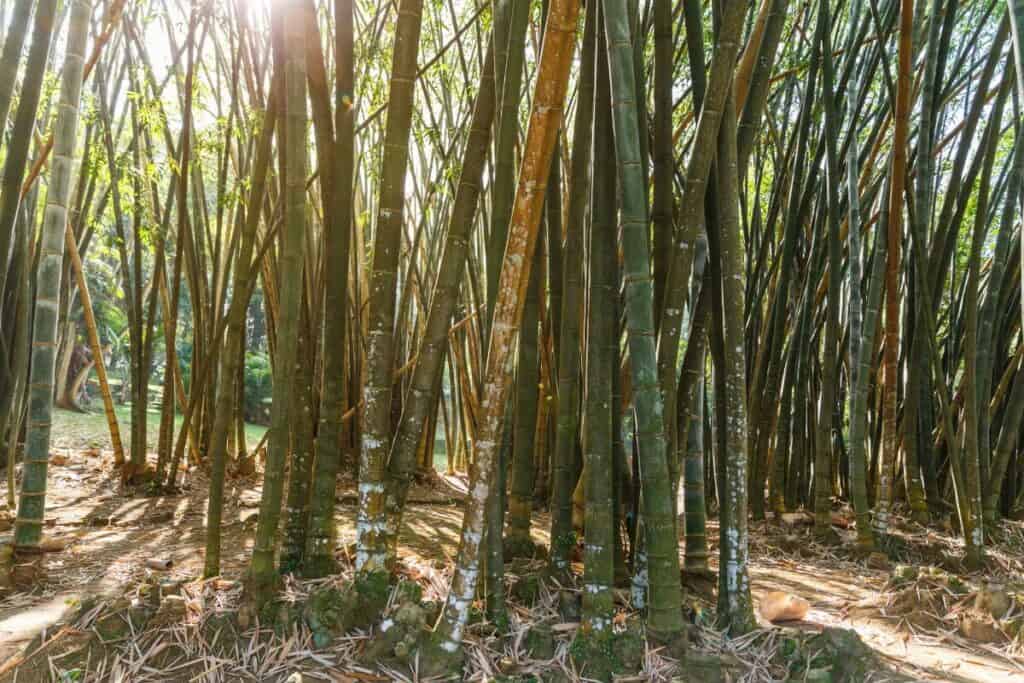 Stalks of bamboo, a plant used in many Asian cuisines, cast shadows on the leaf-covered ground.