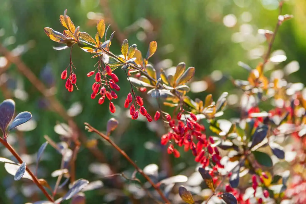 Barberry Plant