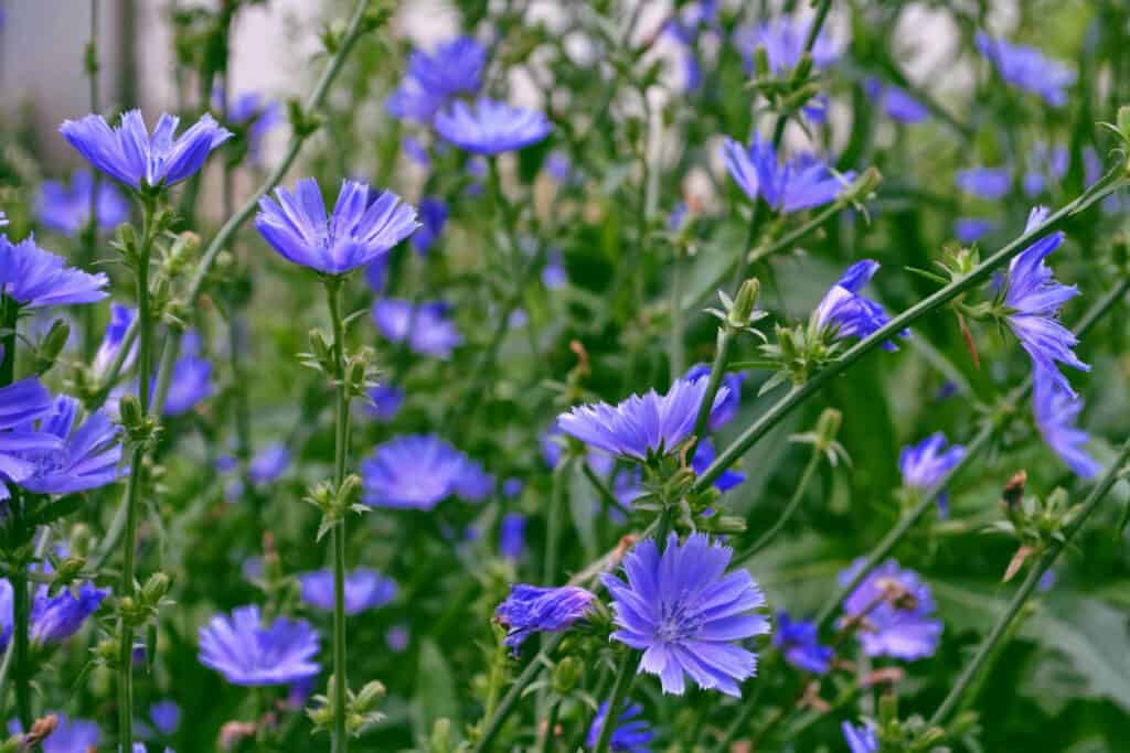 A cluster of vibrant purple chicory flowers in full bloom, standing against a lush meadow.