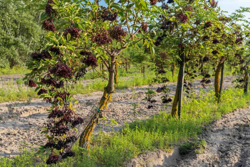 Elderberry - Wild Edible Berry