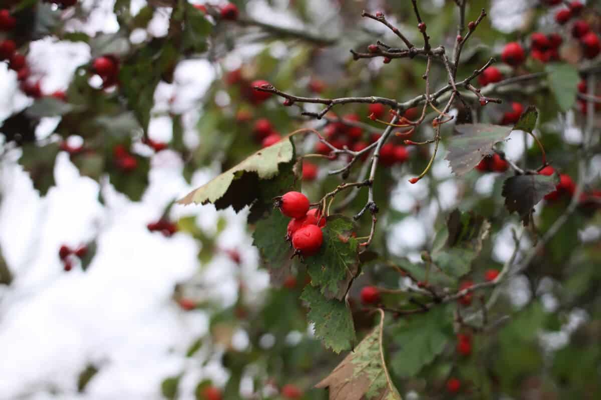 Hawthorn Berries - Red Edible and Non-Edible Berries