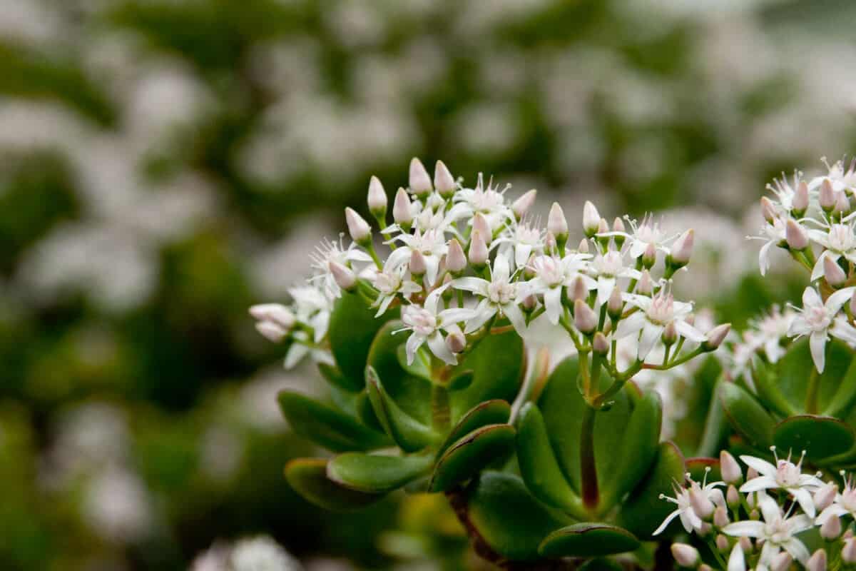 Jade Plant (Crassula Ovata)