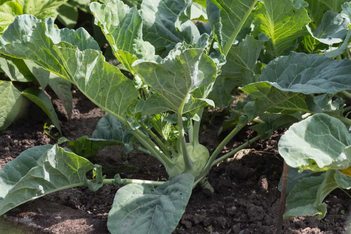 Kale (Brassica Oleracea)