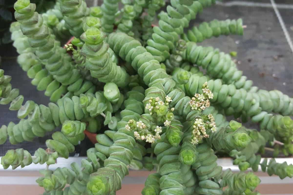 Buttons on a String (Crassula Rupestris)