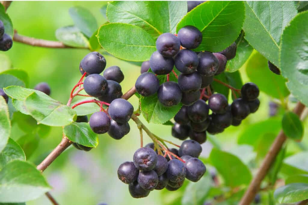 Chokeberry - Wild Edible Berry