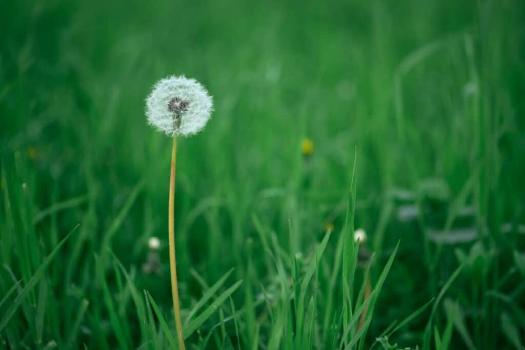 Close-up of a single dandelion seed head with white, fluffy seeds against a backdrop of lush green grass. 