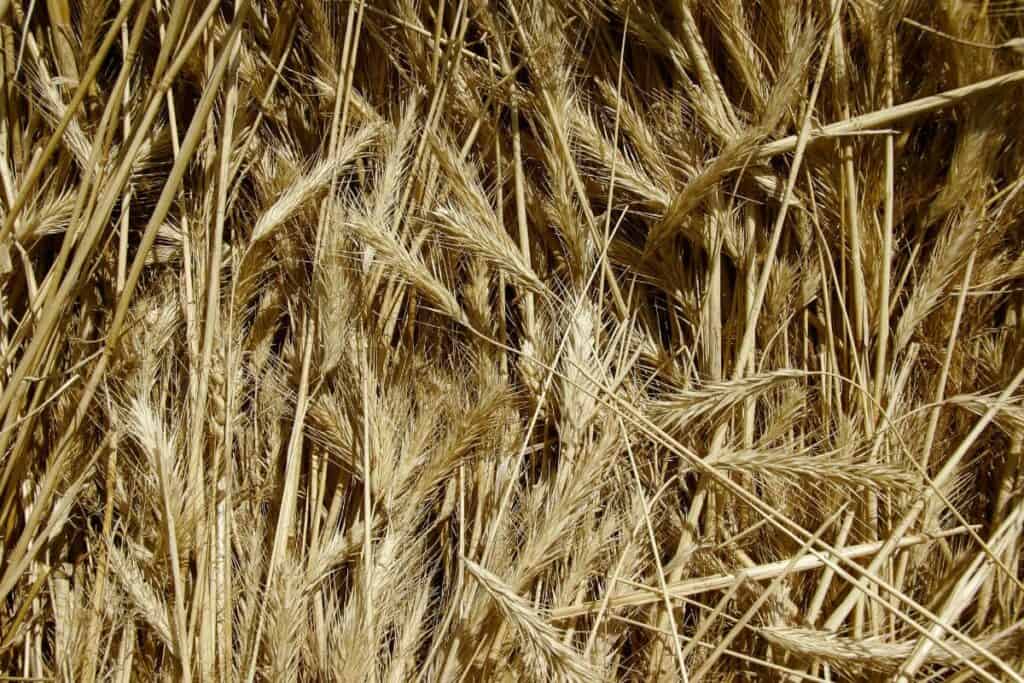 A field of little barley stalks, often used to make juices and powders, bends slightly under the sunlight.