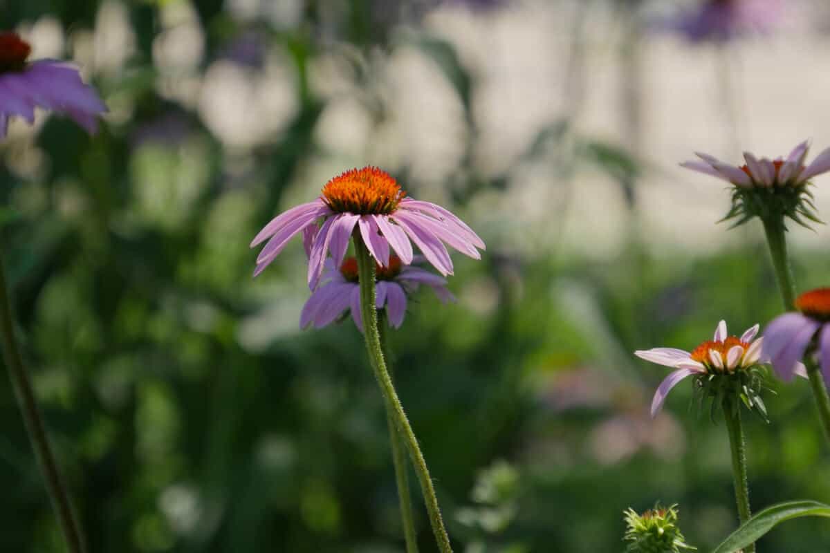 Coneflowers - Edible Wild Flowers