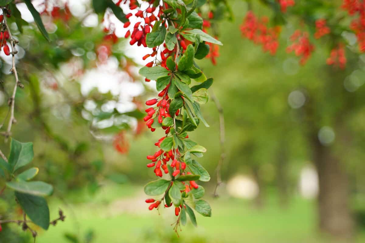 Barberries - Red Edible and Non-Edible Berries