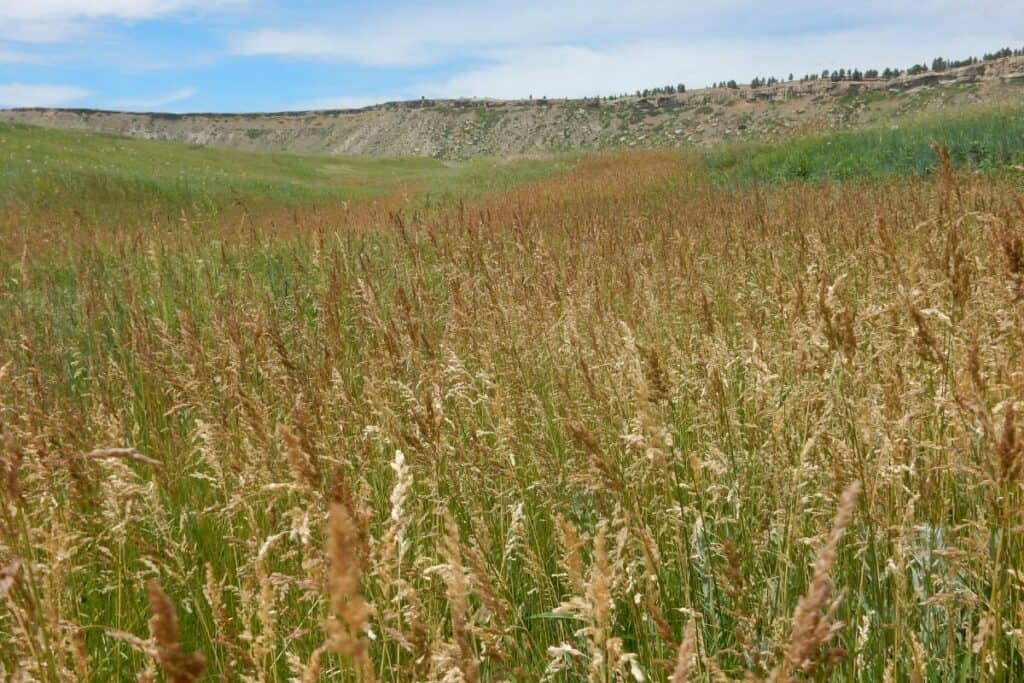 Bluegrass - Edible Grasses