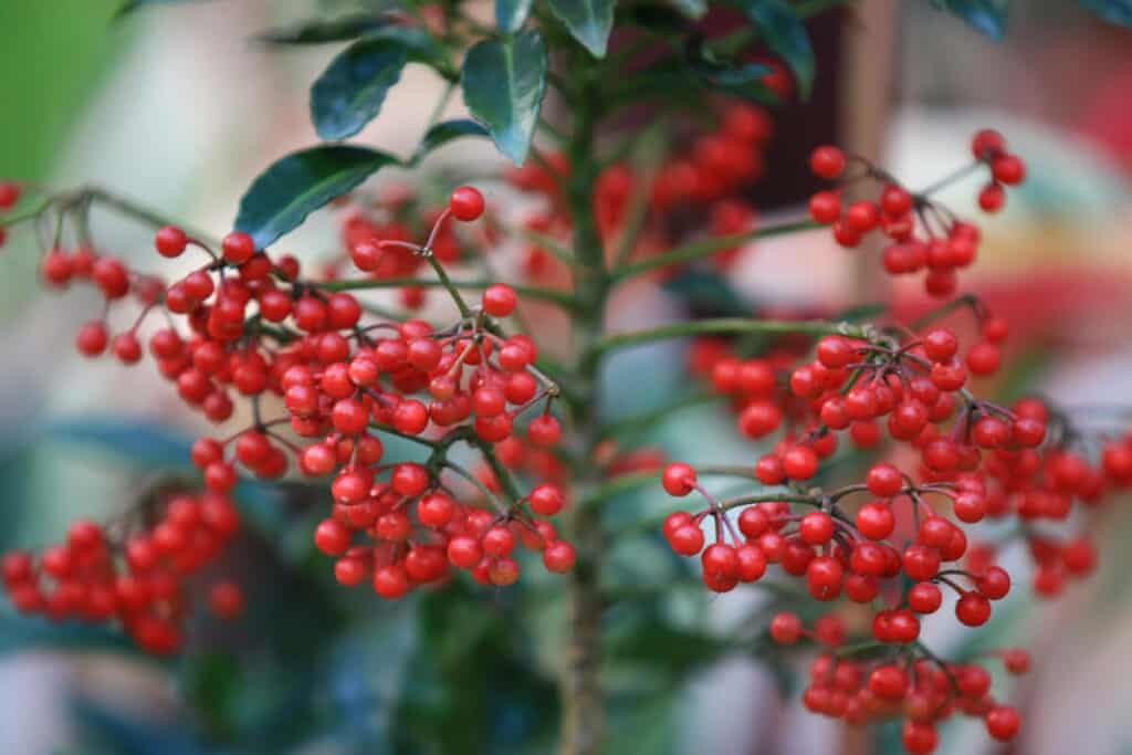 Buffaloberry- Wild Edible Berry