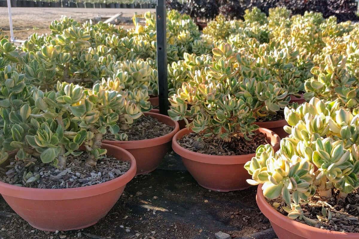 Calico Kitten (Crassula Marginata ‘Variegata’)