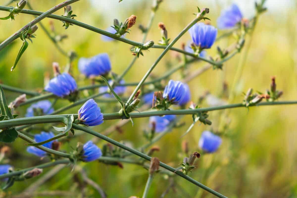 Chicory (Cichorium Intybus)