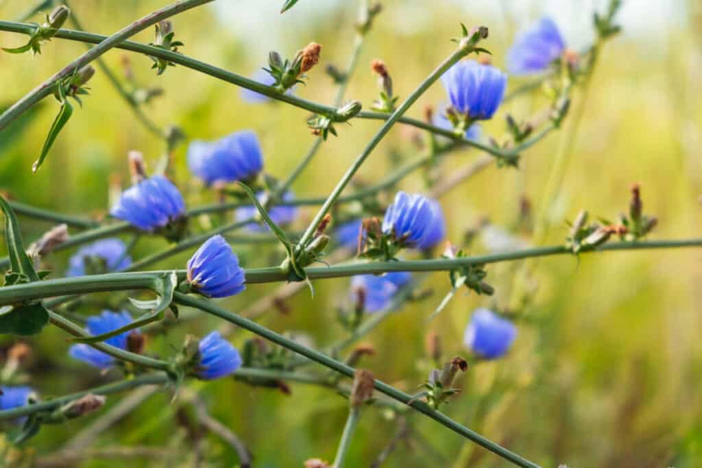 Chicory - Wild Edible Plant