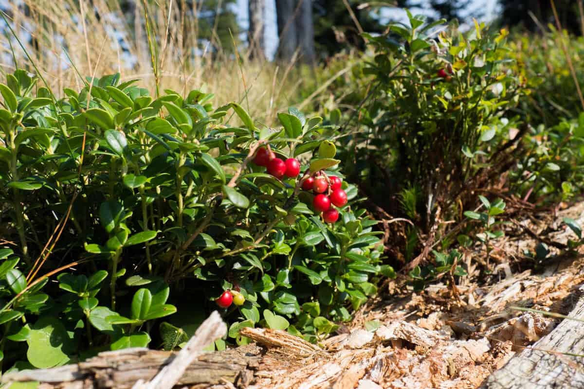 Cranberry Plant