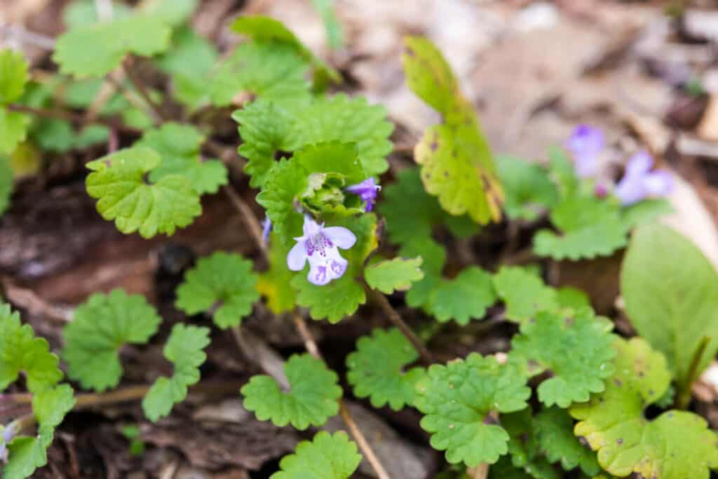Ground Ivy - Edible Weeds
