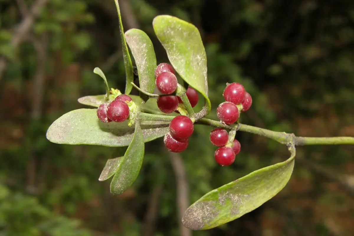Red Berry Mistletoe - Red Edible and Non-Edible Berries