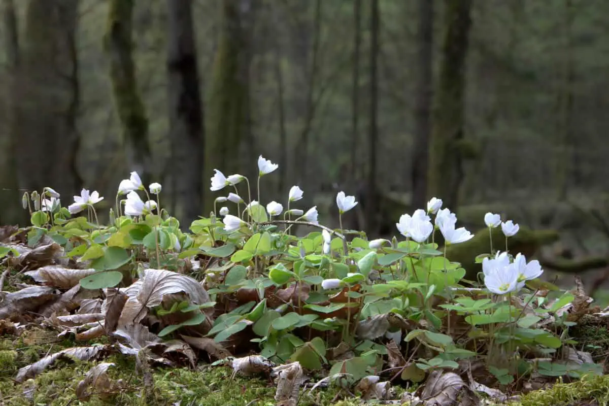 Wood Sorrel - Edible Wild Flowers