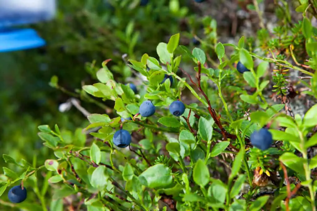 Blueberries - Edible Berry Bushes