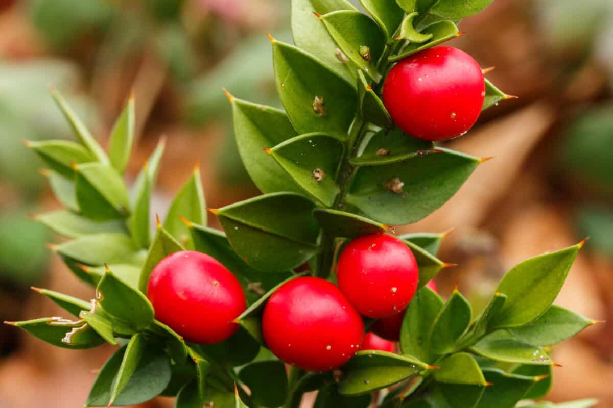 Butcher's Broom - Red Edible and Non-Edible Berries