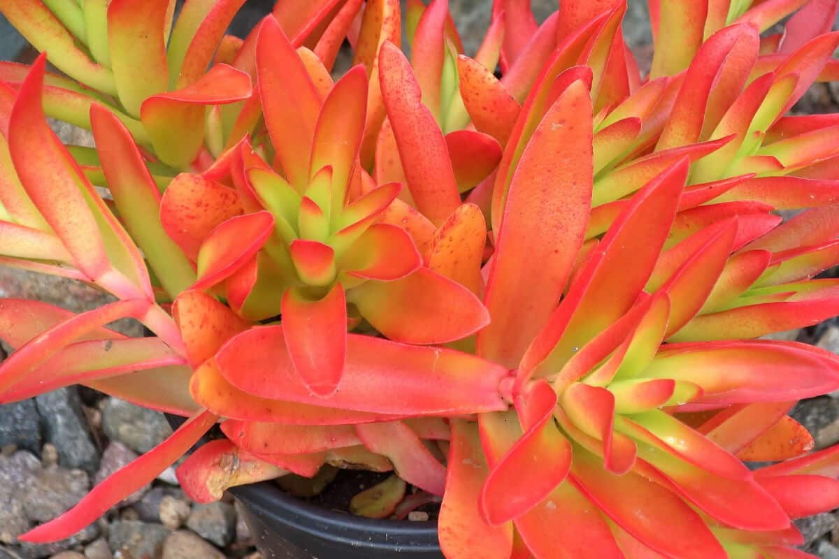 Campfire (Crassula Capitella)