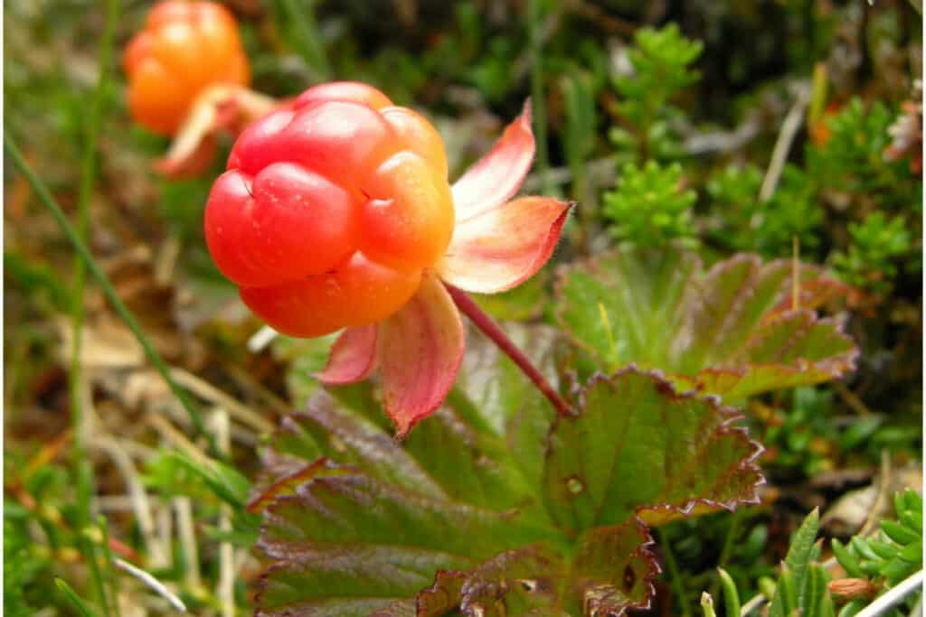 Cloudberry- Wild Edible Berry