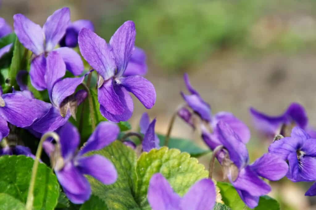 Several vibrant common blue violet flowers with green leaves in the background.