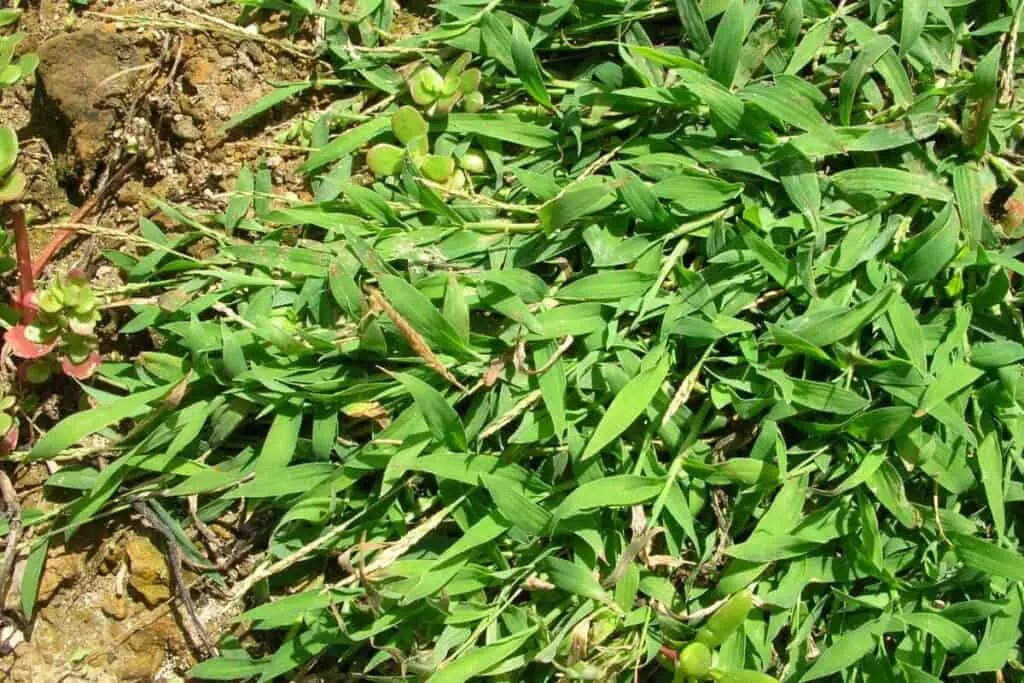 Crabgrass - Edible Grasses