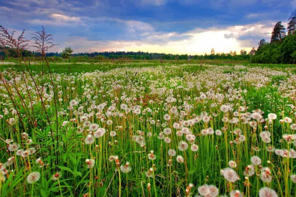 Dandelion - Wild Edible Plant