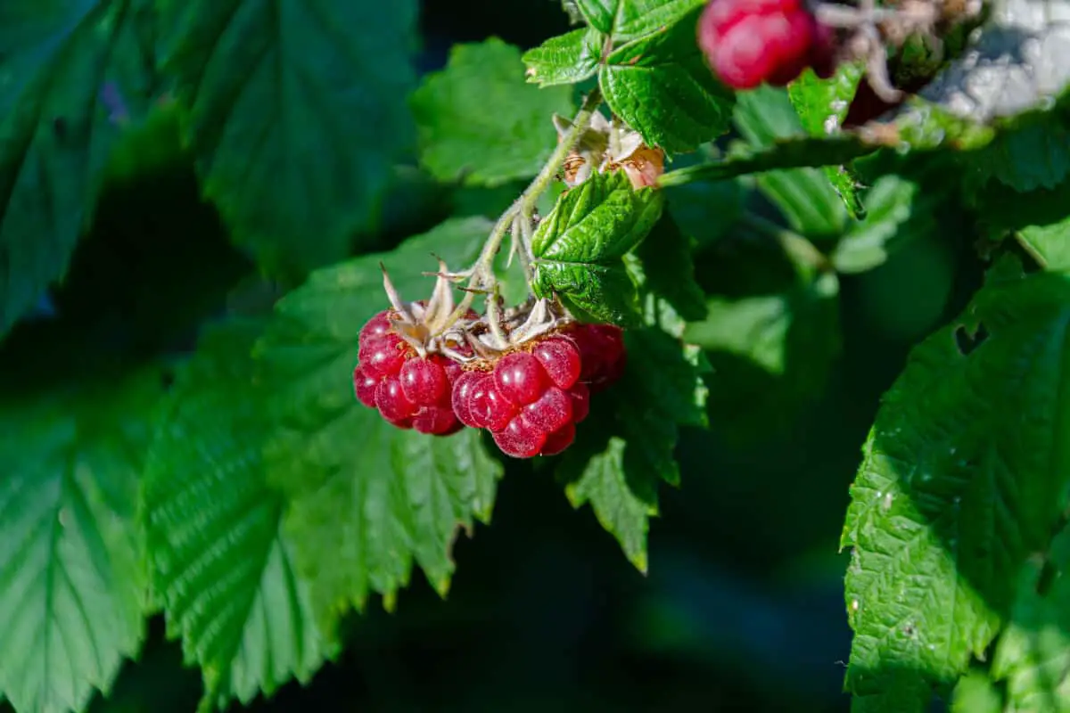 Red Raspberries - Red Edible and Non-Edible Berries