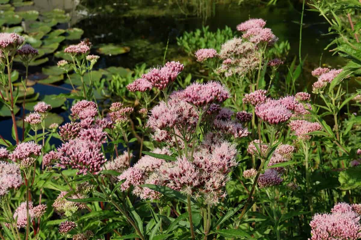 Valerian (Valerianella Olitaria)