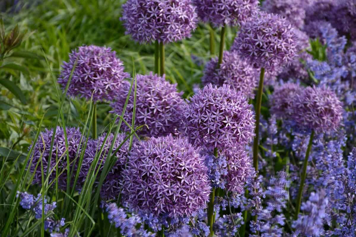 Wild Onion and Garlic Plants