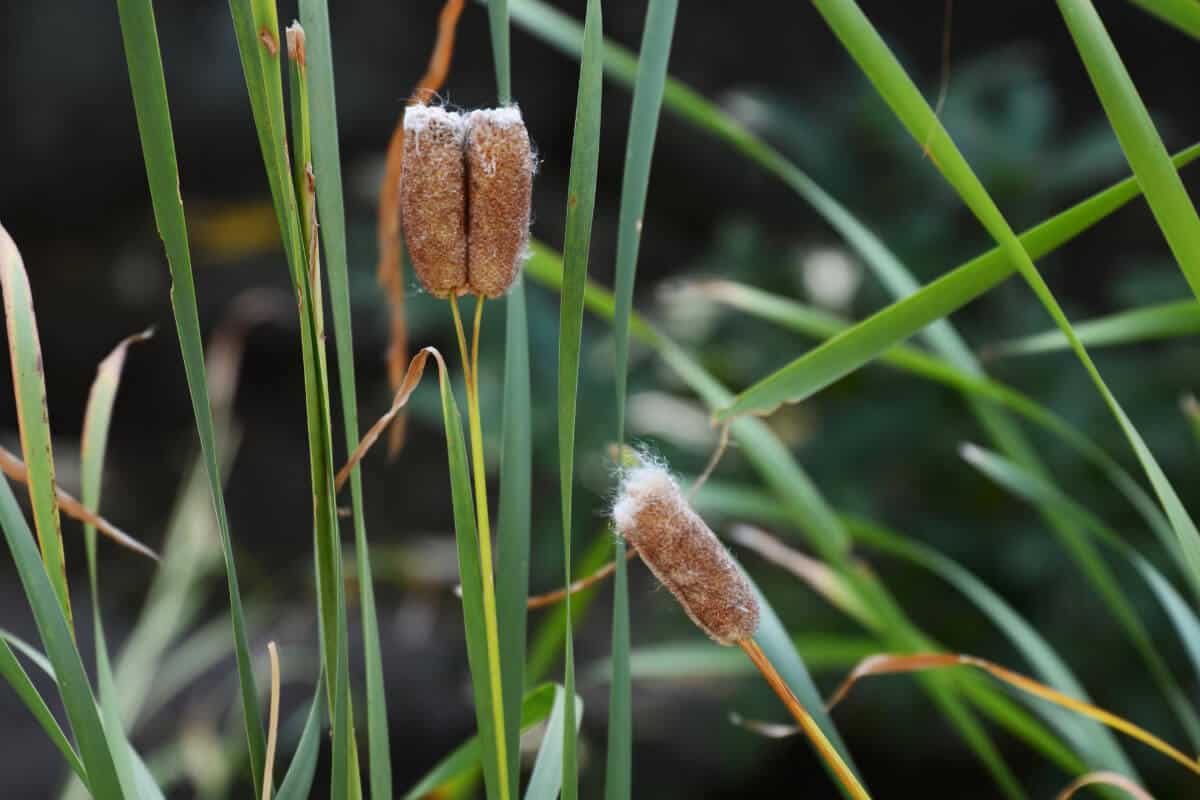 Common Cattail Plant