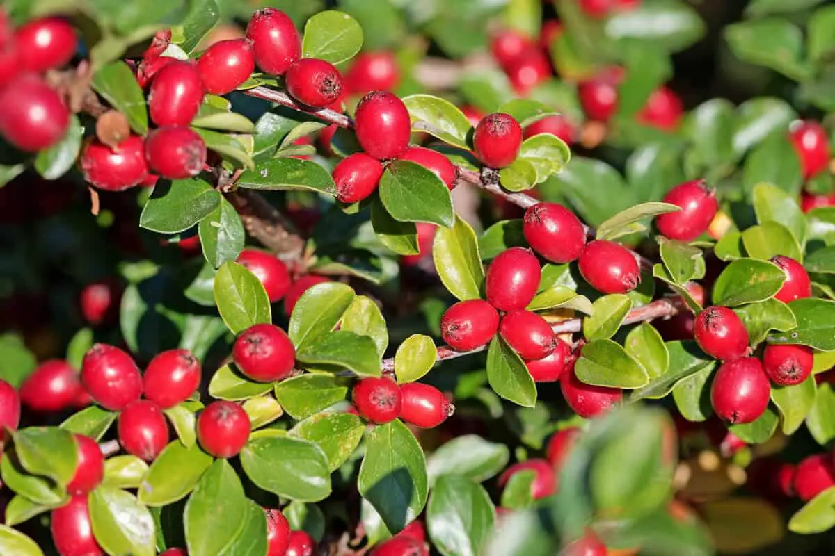 Cotoneaster - Red Edible and Non-Edible Berries