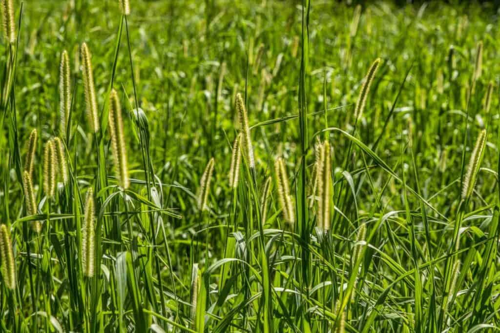 A lush field of green, edible foxtail grasses with tall, slender seed heads swaying in the sunlight. 