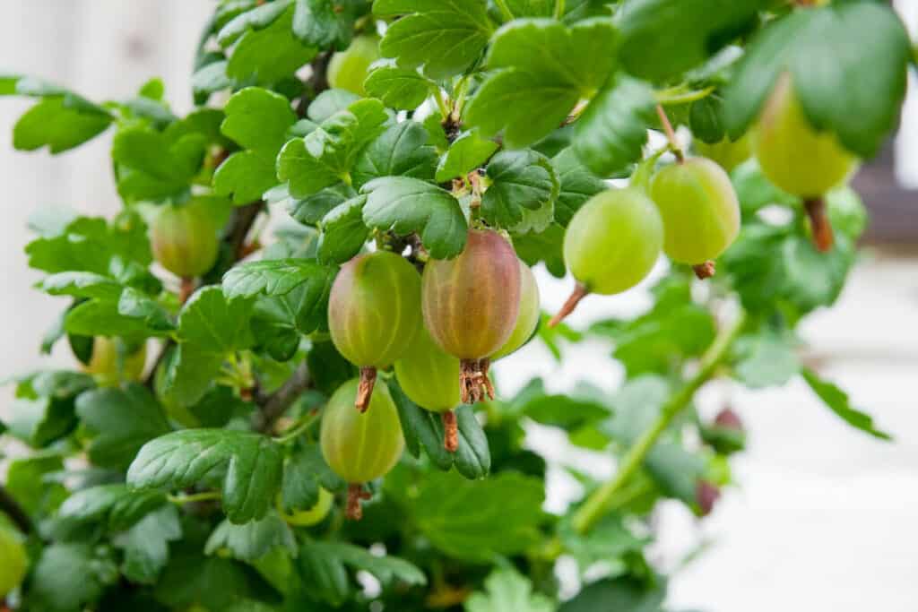 Gooseberry- Wild Edible Berry