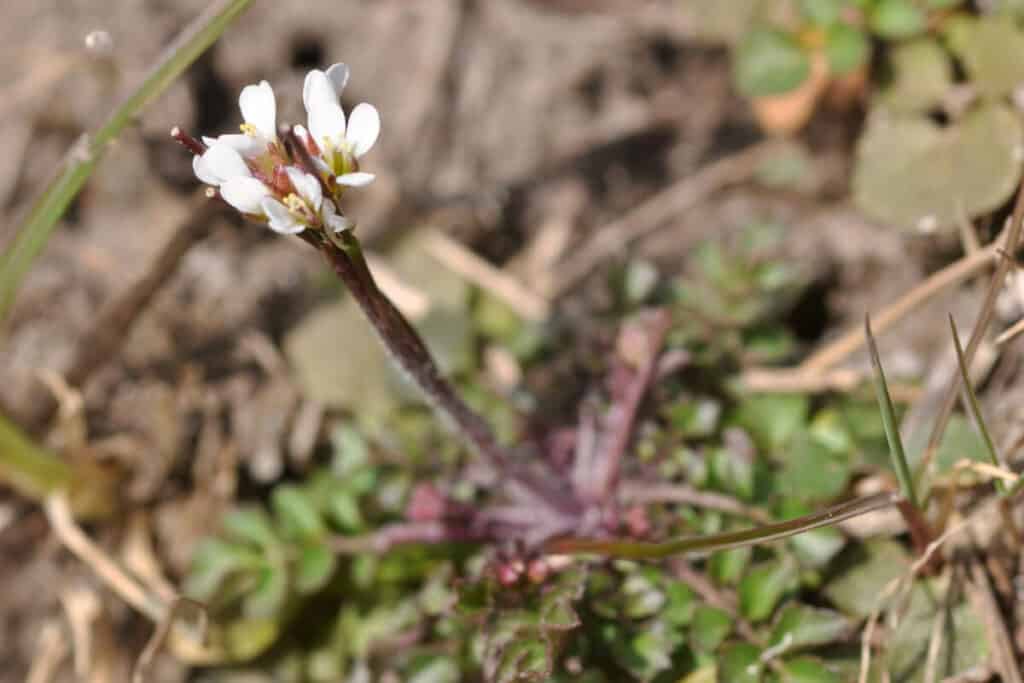 Hairy Bittercress - Edible Weeds