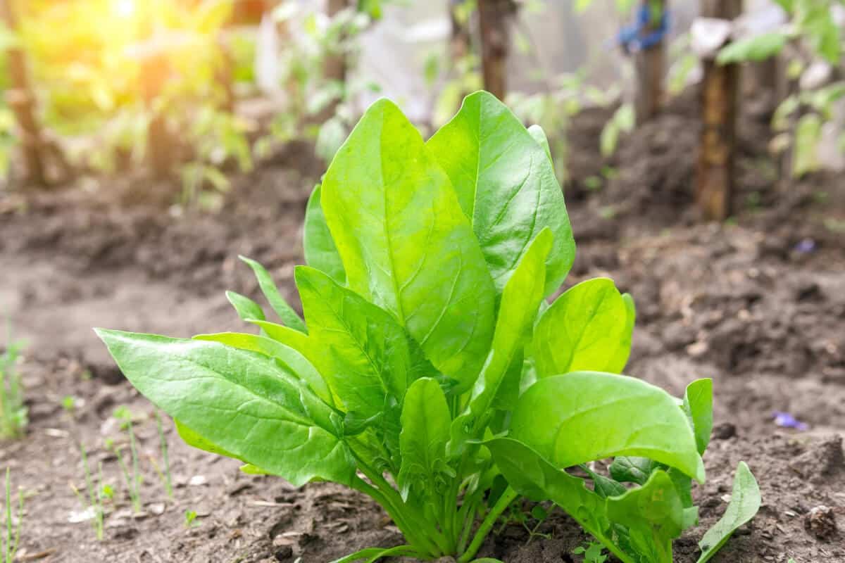 Spinach (Spinacea Oleracea)